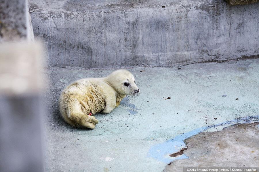 «Белый и пушистый»: портрет белька в интерьере зоопарка
