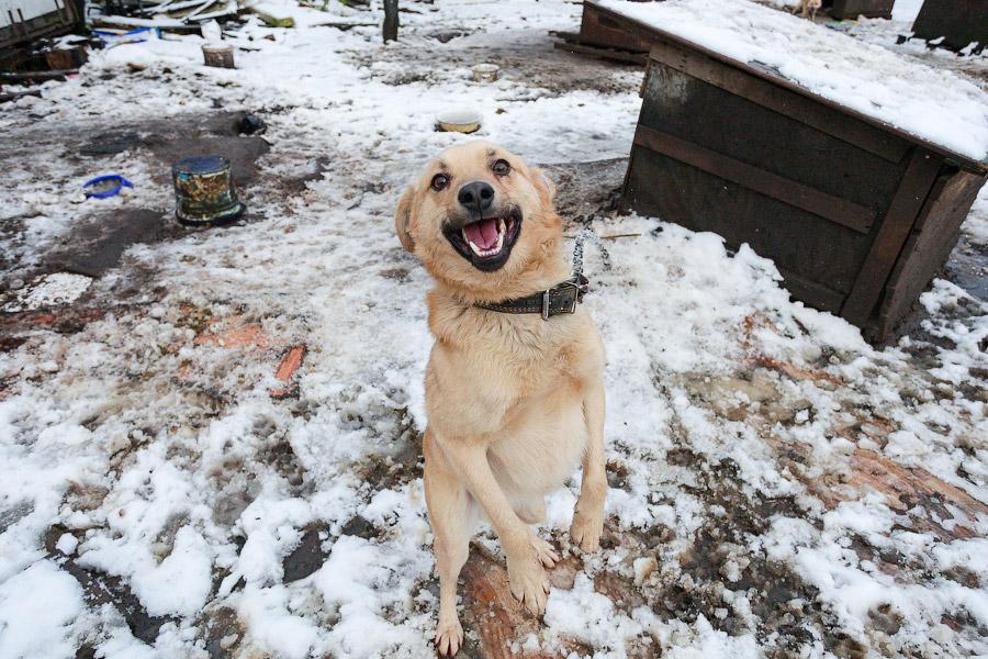 «Некуда девать»: как выглядит изнутри приют для бездомных животных