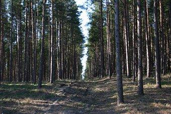 Назначен и.о. директора нацпарка "Куршская коса"