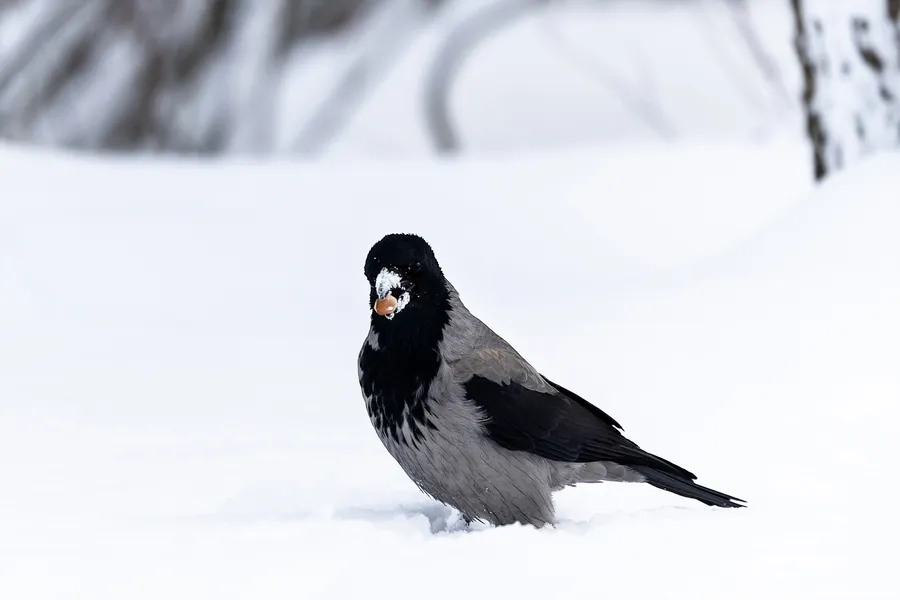 МЧС выпустило экстренное предупреждение о гололеде в Калининградской области