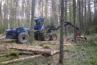Лесное агентство начало создавать парк в Роминтенской пуще 