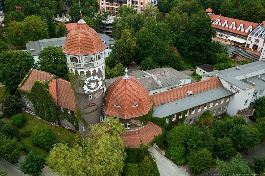 «Нещадно вырубаются»: депутат попросила объявить леса в Светлогорске памятником