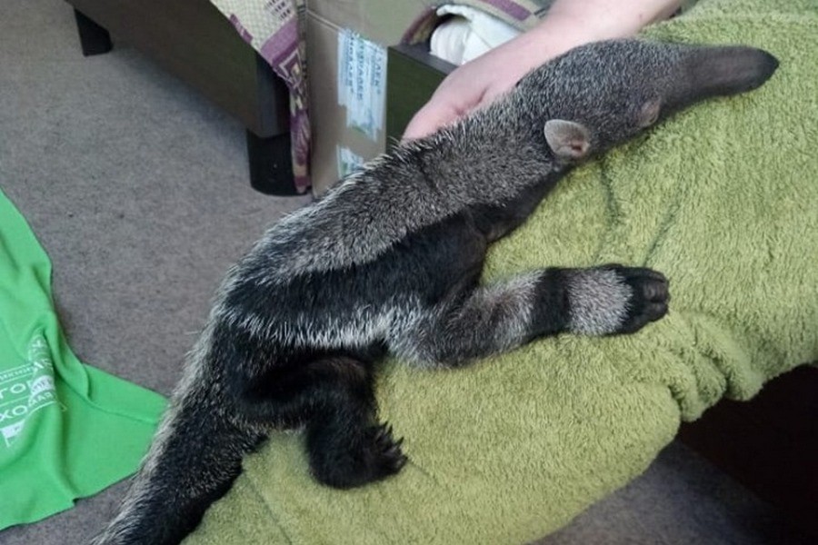 Фото предоставлено Калининградским зоопарком