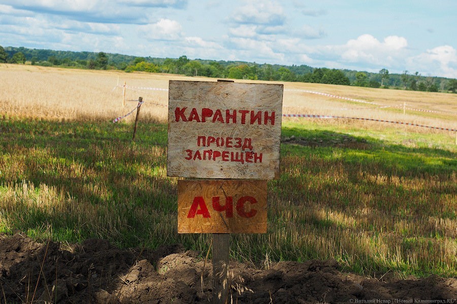 Власти назвали суммарный вес свиней, уничтоженных на «Прибалтийской мясной компании»