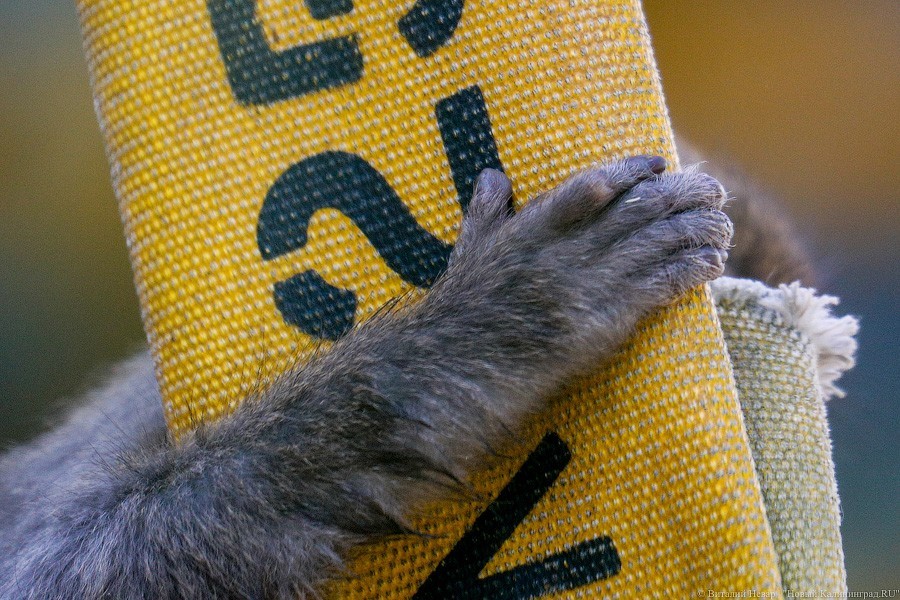 Дистанция в одного кенгуру: первый день работы Калининградского зоопарка (фото)