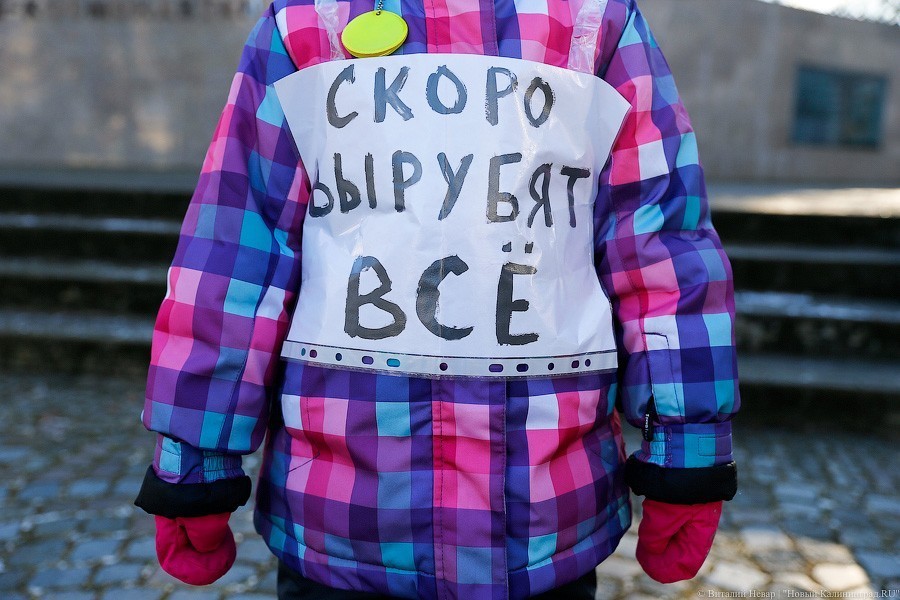 «Зеленый Фронт»: под Багратионовском вырубили дубов на десятки миллионов рублей
