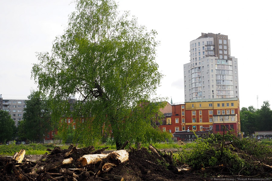 Началась вырубка на территории «Рыбной деревни-2»