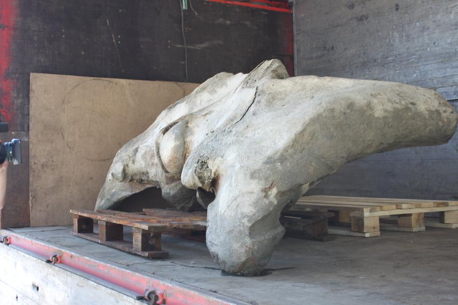 Фото предоставлено пресс-службой ММО