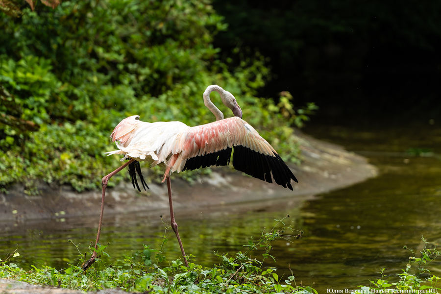 Вольные птицы: в зоопарке Калининграда пернатых выпустили в водоемы (фото)