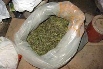 В жилой квартире в Гусеве наркополицейские нашли 2,5 кг марихуаны