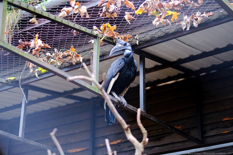 Тыква на обед, а не за билет! Показательное кормление животных в зоопарке (фото)