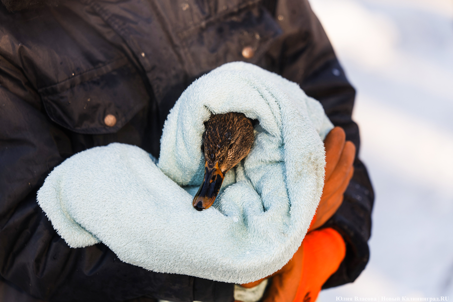 Ледяной плен: в парке Зеленоградска спасают замерзающих уток (фото)