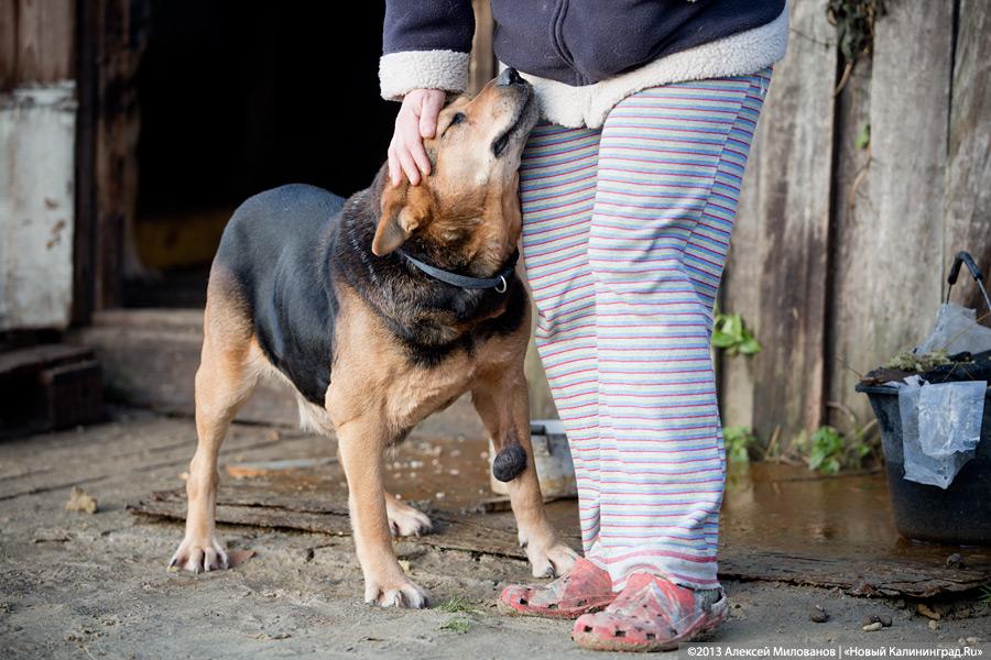 Куратор передержки для бездомных животных: «Они становятся как родные»