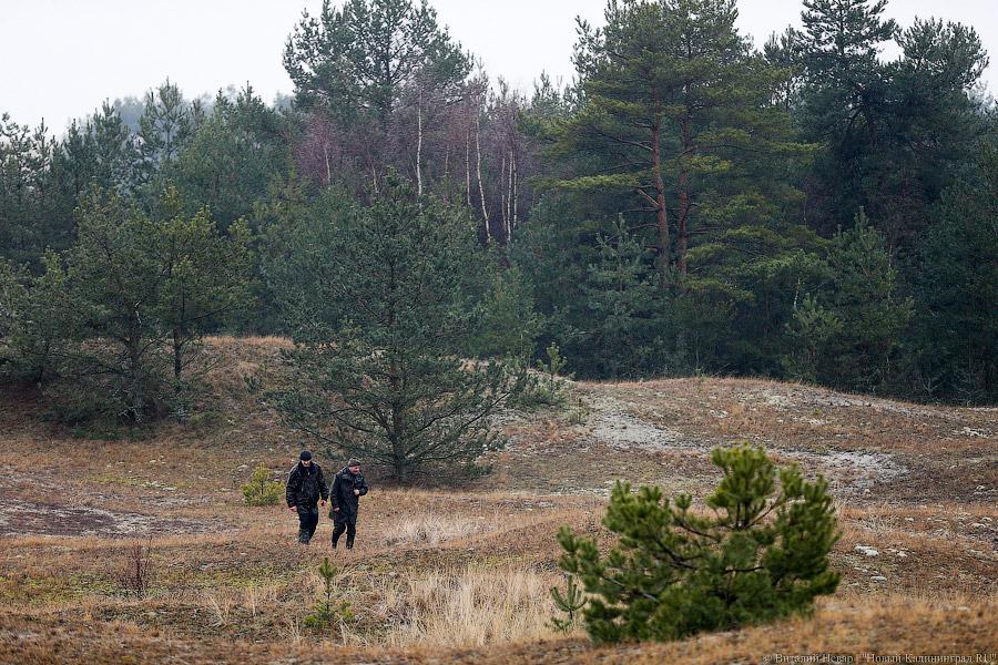 На ловца и лось бежит: как на Куршской косе зверей считали (фото)