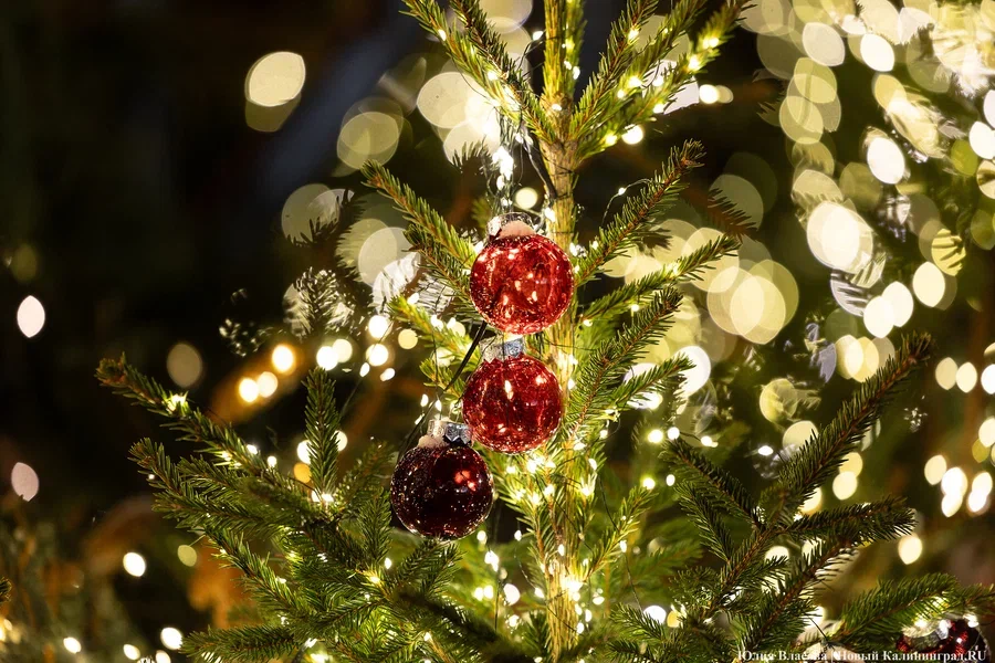 Операция «Ёлочка»: на Куршской косе усиливают контроль за вывозом хвойных