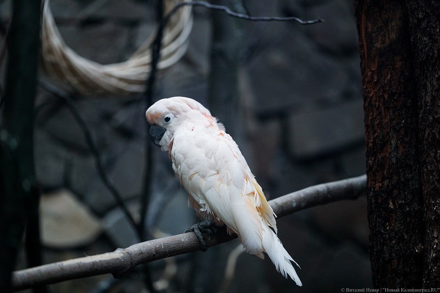 В зоопарке открыт Дом тропической птицы. Посмотрите на жако и спящего трубкозуба