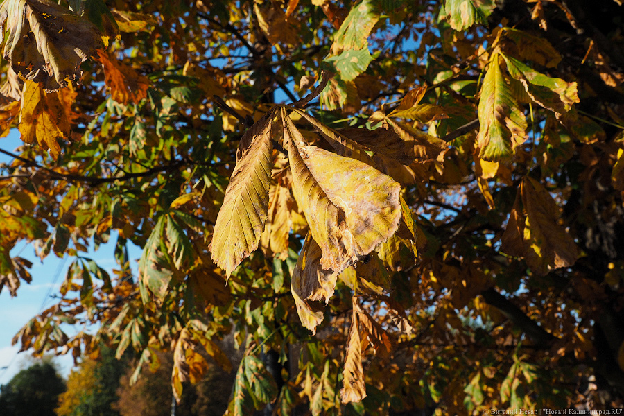 Дятлова о лечении каштанов: мы уничтожили большую часть вредителей