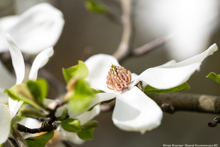 Показываем, как в Ботаническом саду цветут магнолии (фото)