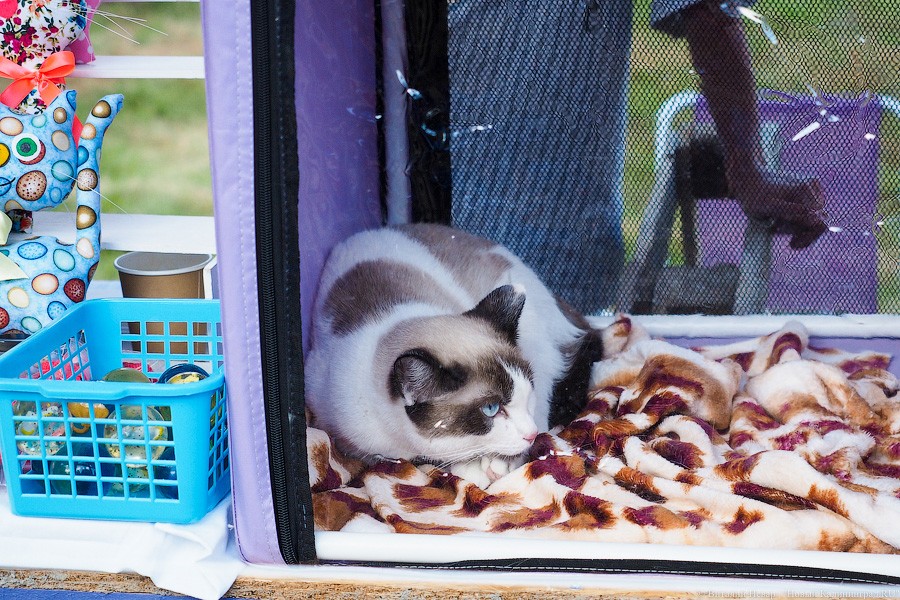 Подари мне дом: на Верхнем озере организовали выставку бездомных животных