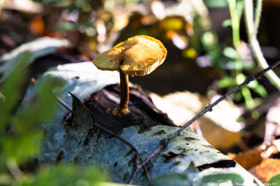 Они пошли: фоторепортаж с открытия «тихой охоты» в Калининградской области (фото)