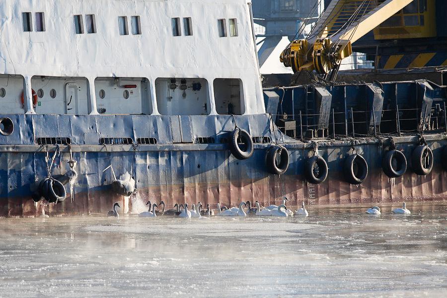 Сотня белых лебедей: как в Балтийске поддерживают замерзающих птиц