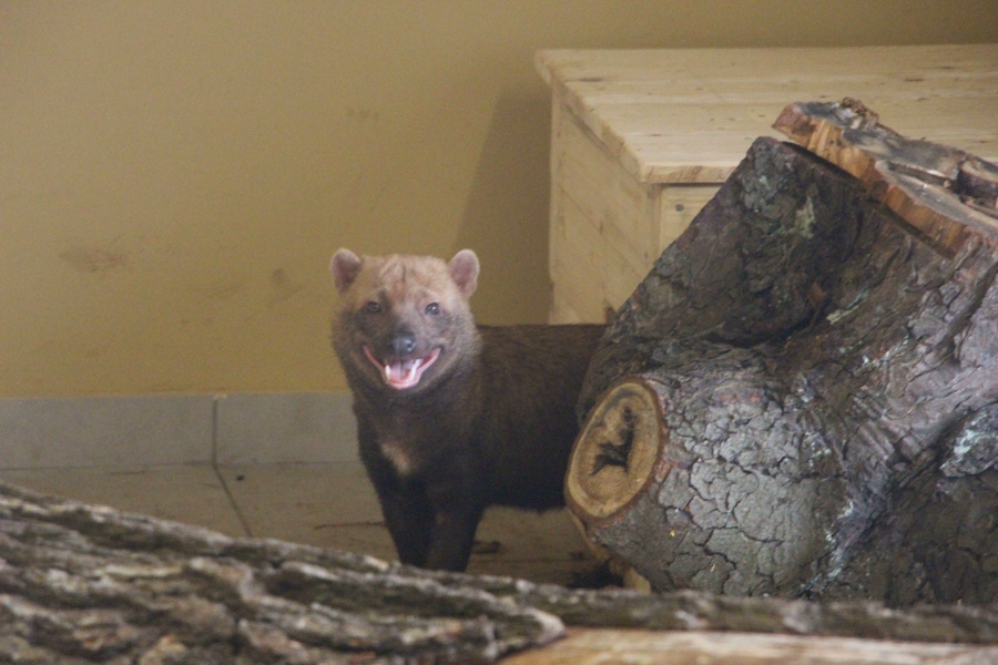 В Калининградский зоопарк привезли кустарниковых собак (они смешно пищат) (фото) (видео)