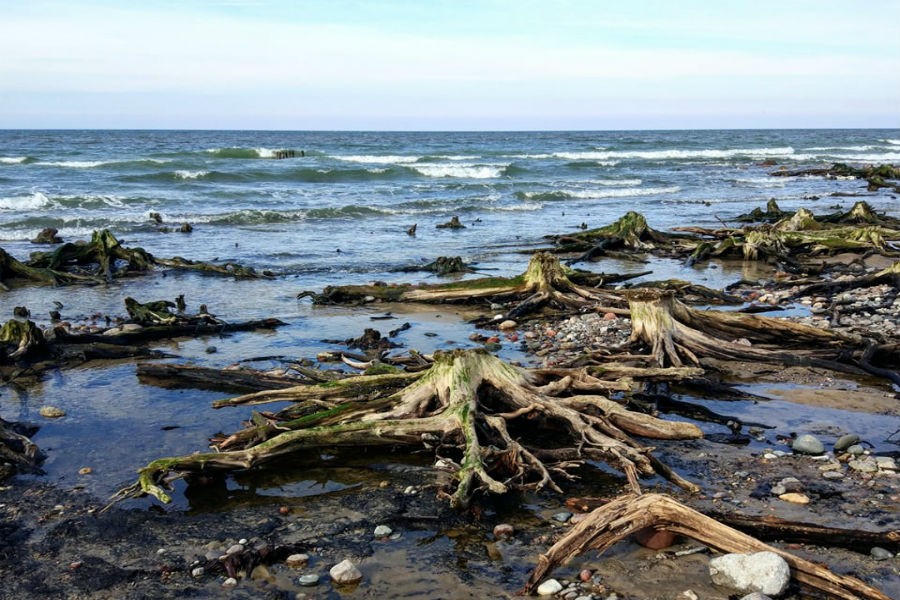 В Зеленоградске море смыло пляж и обнажило остатки реликтового леса (фото)