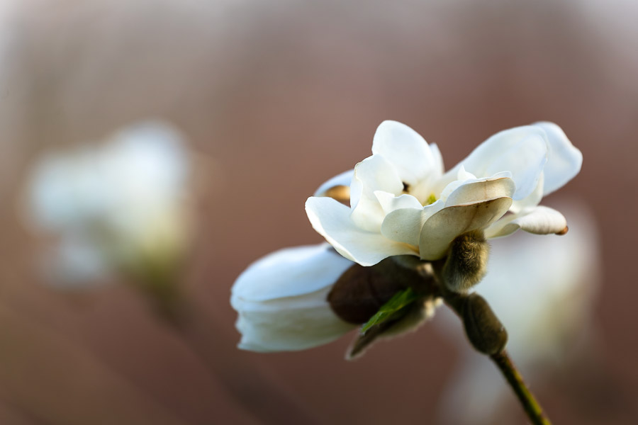 Весна в городе: посмотрите, как зацвёл Ботанический сад (фото)