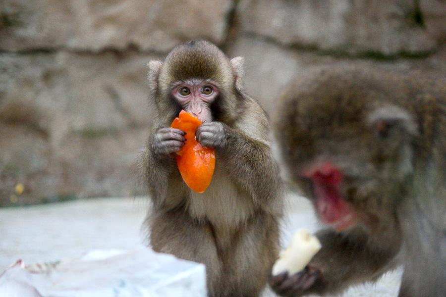 Конина к году Лошади: зоопарк раздал животным любимые лакомства