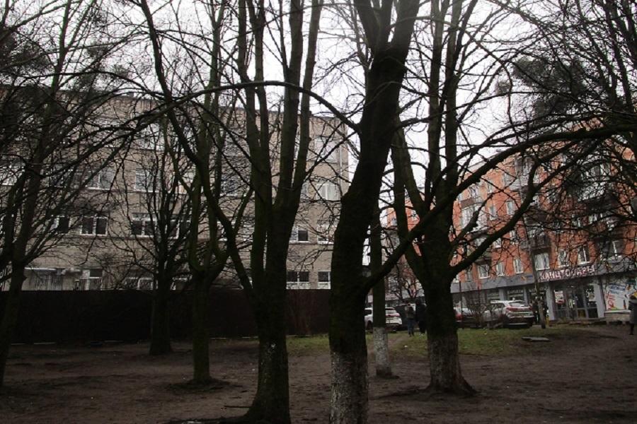 Горвласти выдали порубочный билет на 17 деревьев по ул. Октябрьской и Серпуховской 