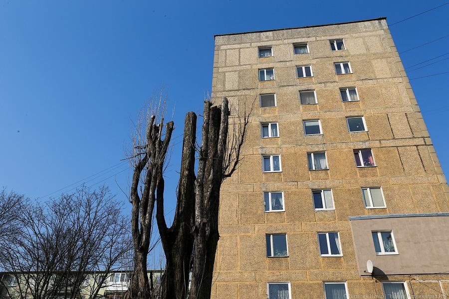 «А потом они умирают»: к чему приводит обрезка деревьев в Калининграде