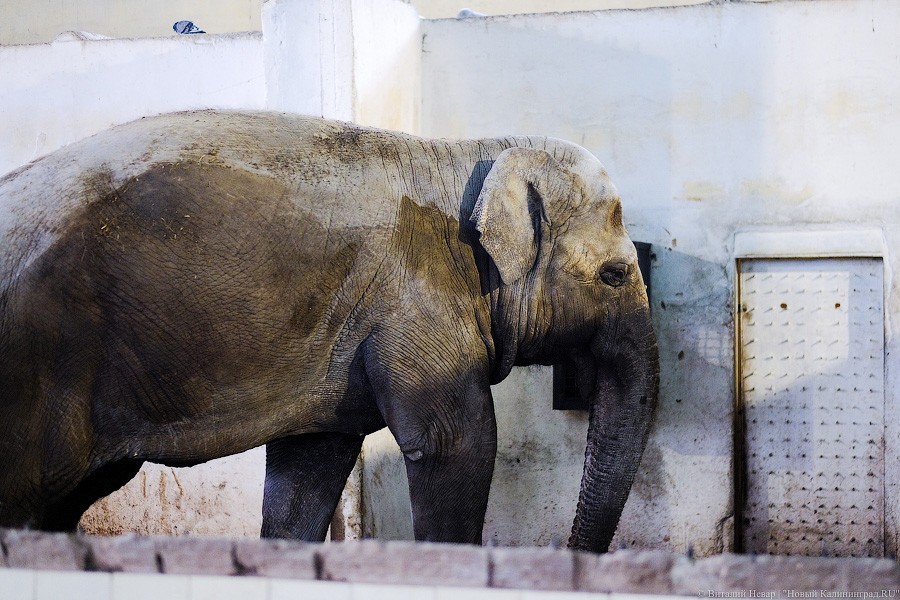 Тыква на обед, а не за билет! Показательное кормление животных в зоопарке (фото)
