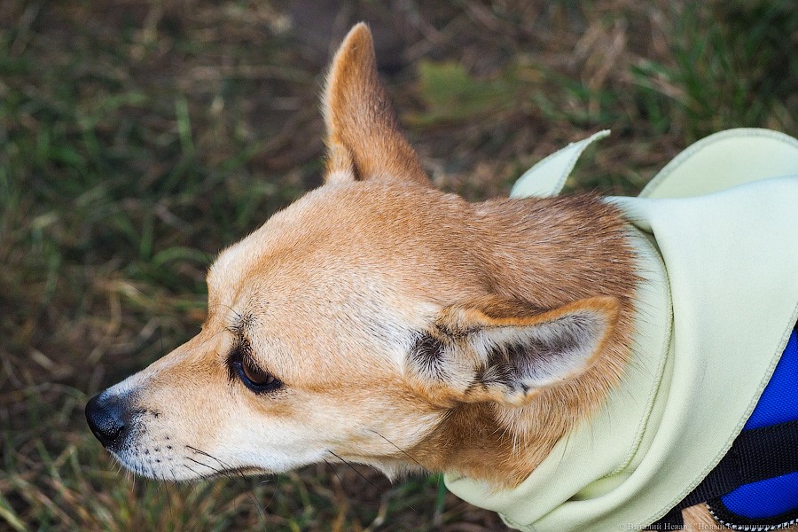 Подари мне дом: на Верхнем озере организовали выставку бездомных животных