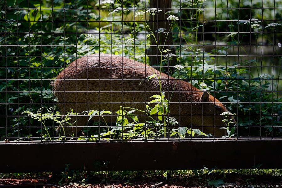 Дистанция в одного кенгуру: первый день работы Калининградского зоопарка (фото)