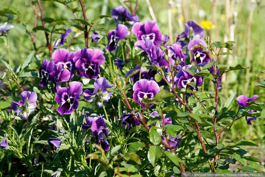 "Самая зеленая зона": фоторепортаж "Нового Калининграда.Ru"