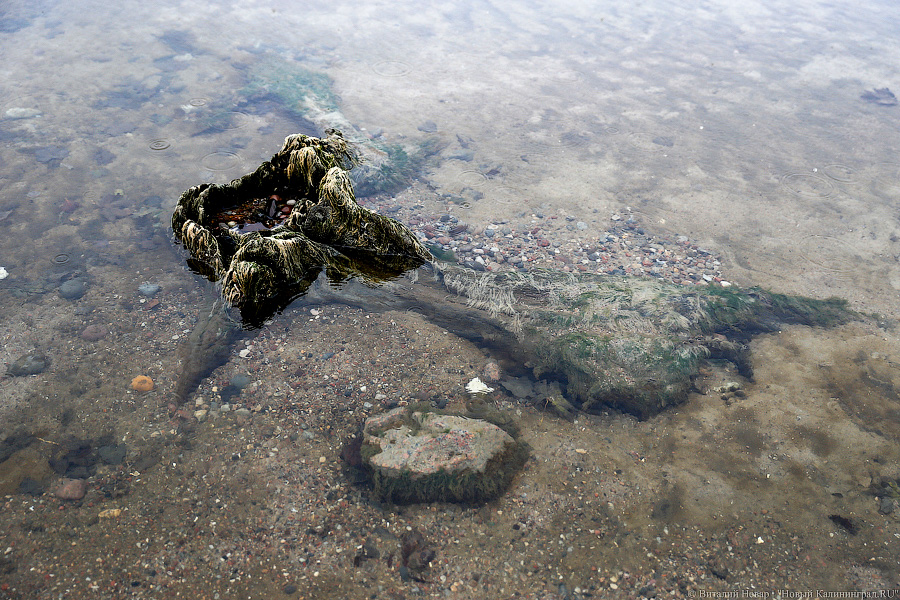 Лучше Афродиты: море подарило калининградцам остатки реликтового леса (фото)