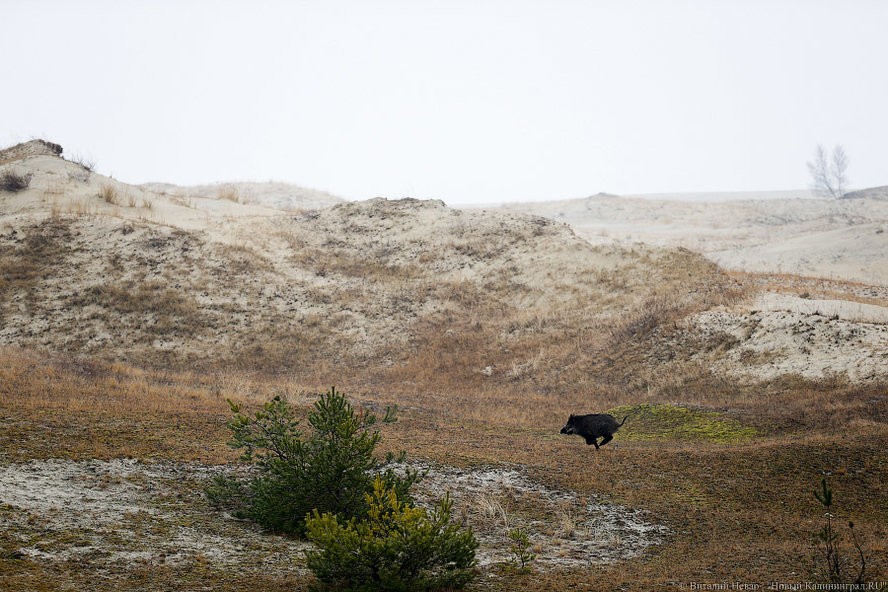 В регионе зарегистрировали еще три вспышки АЧС