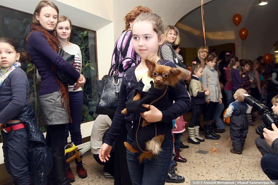 «Ой какая маленькая»: дефиле мини-собачек в музее янтаря