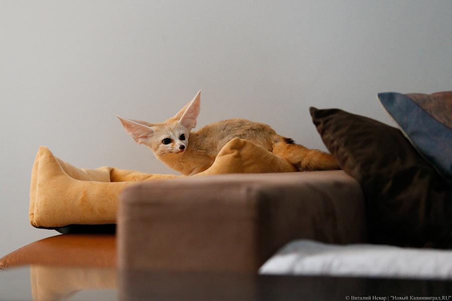 Длинноухое фыр-фыр-фыр: пара фенеков поселилась в Калининграде