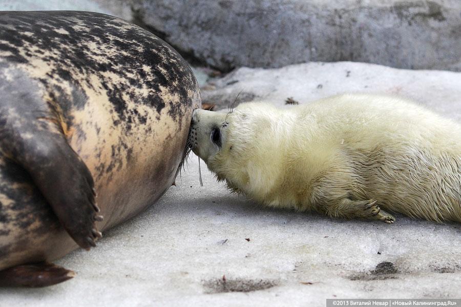 «Белый и пушистый»: портрет белька в интерьере зоопарка