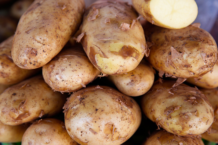 В Калининградской области начинают высаживать картофель супер-суперэлитной категории