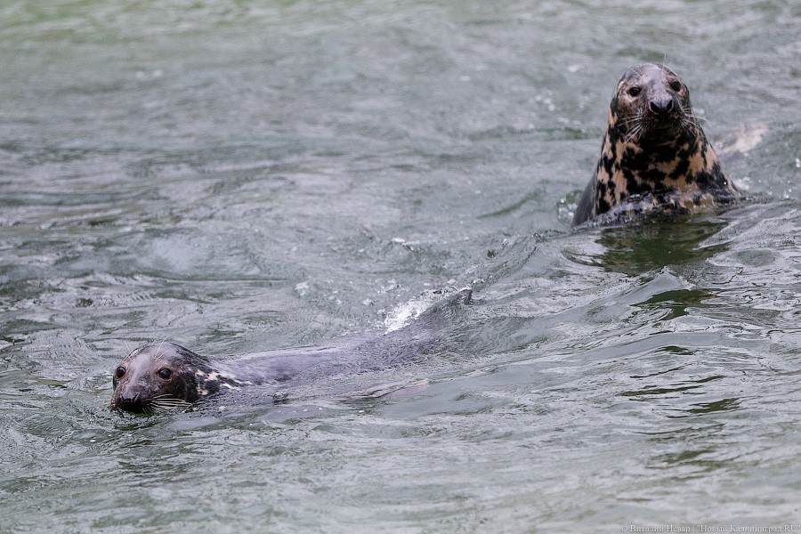 Сюрпризы для зверей: в зоопарке поздравили животных с Новым годом (фото)