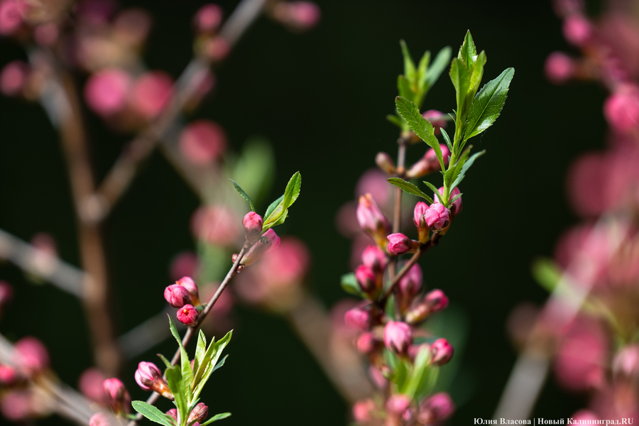 Показываем, как в Ботаническом саду цветут магнолии (фото)