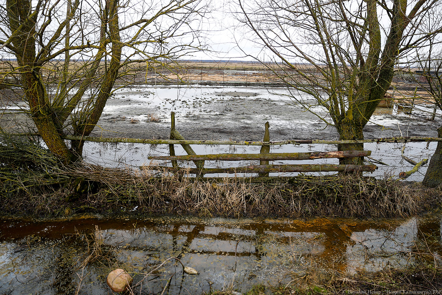 Фото — Виталий Невар, «Новый Калининград.Ru»