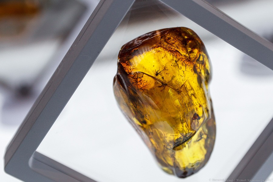 Янтарная козявка: чем закончились первые в Калининграде торги по инклюзам (фото)