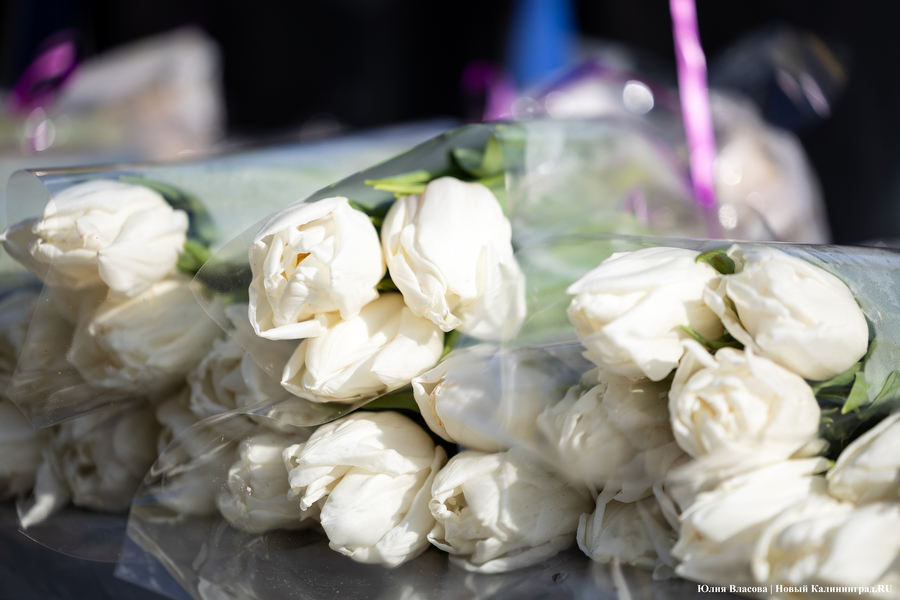 Мимозно-тюльпанный ажиотаж: Калининград накрыла традиционная цветочная лихорадка (фото)