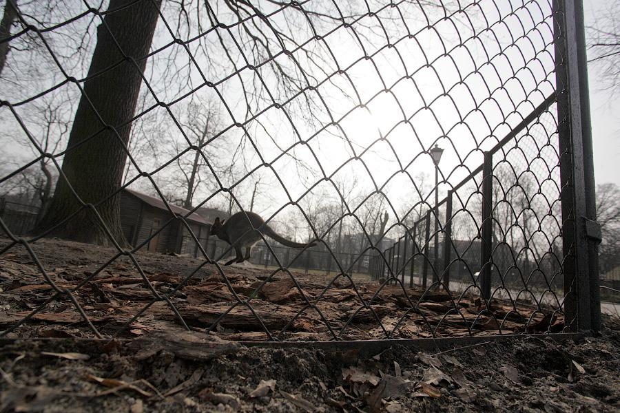 «Собаки уже неделю рвали забор»: что произошло с кенгуру в Калининградском зоопарке
