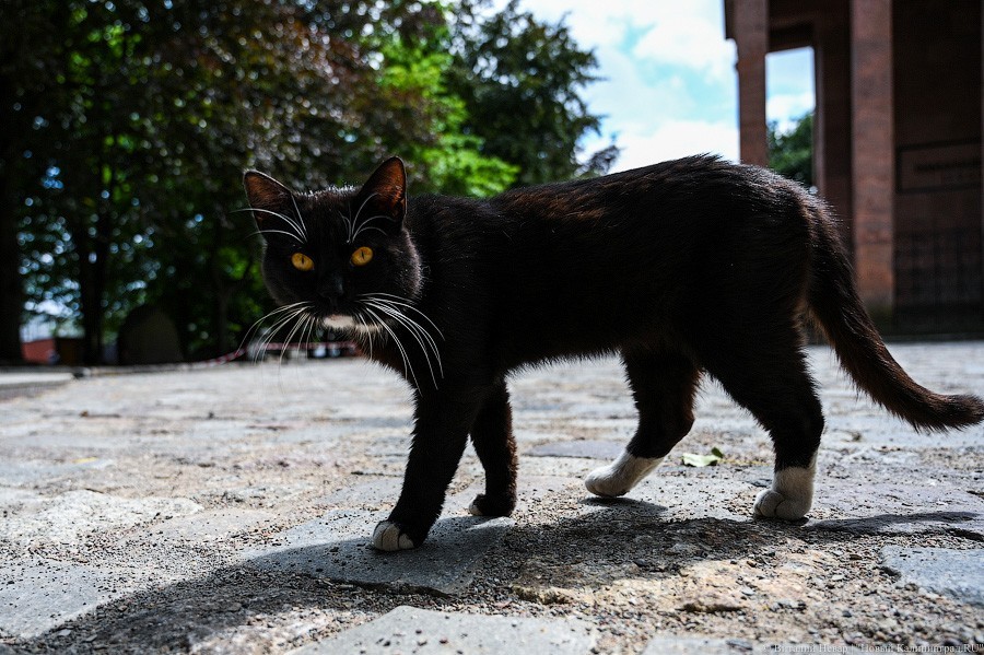 «Вступают в финальную стадию»: как выглядит остров Канта в ходе реконструкции (фото)