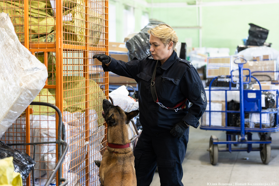 Посылки под контролем: как работает Калининградский почтовый таможенный пост (фото)