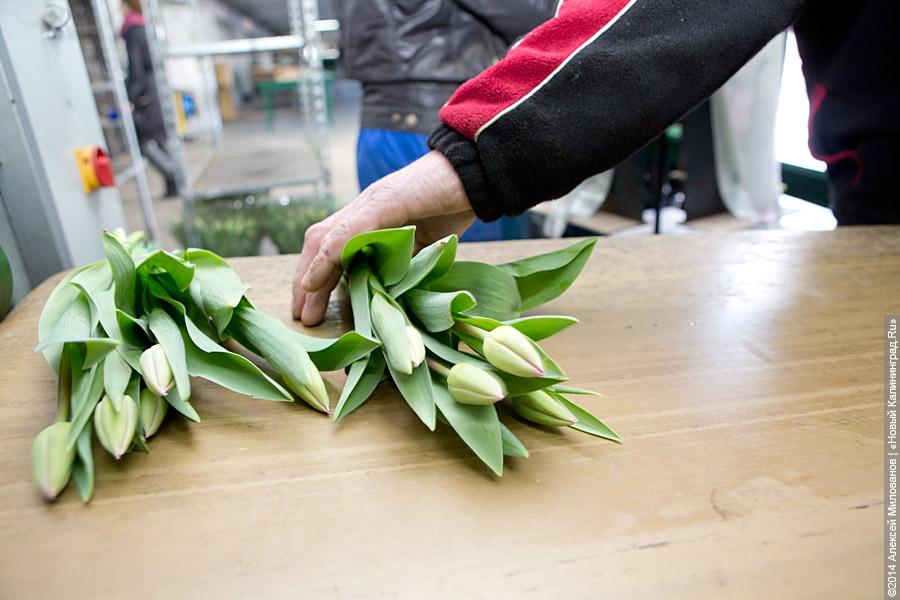 Букет к празднику: в Калинково вырастили 6 миллионов тюльпанов